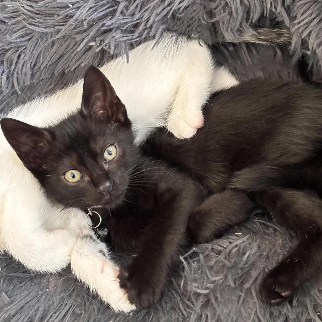 Ebony, Adoptable, Kitten Female Domestic Short Hair.
