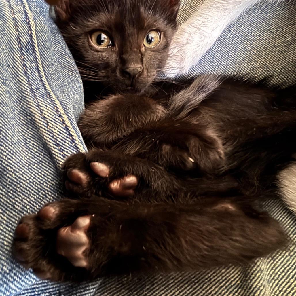 Ebony, a Adoptable Domestic Short Hair in Miami, FL image 2/4