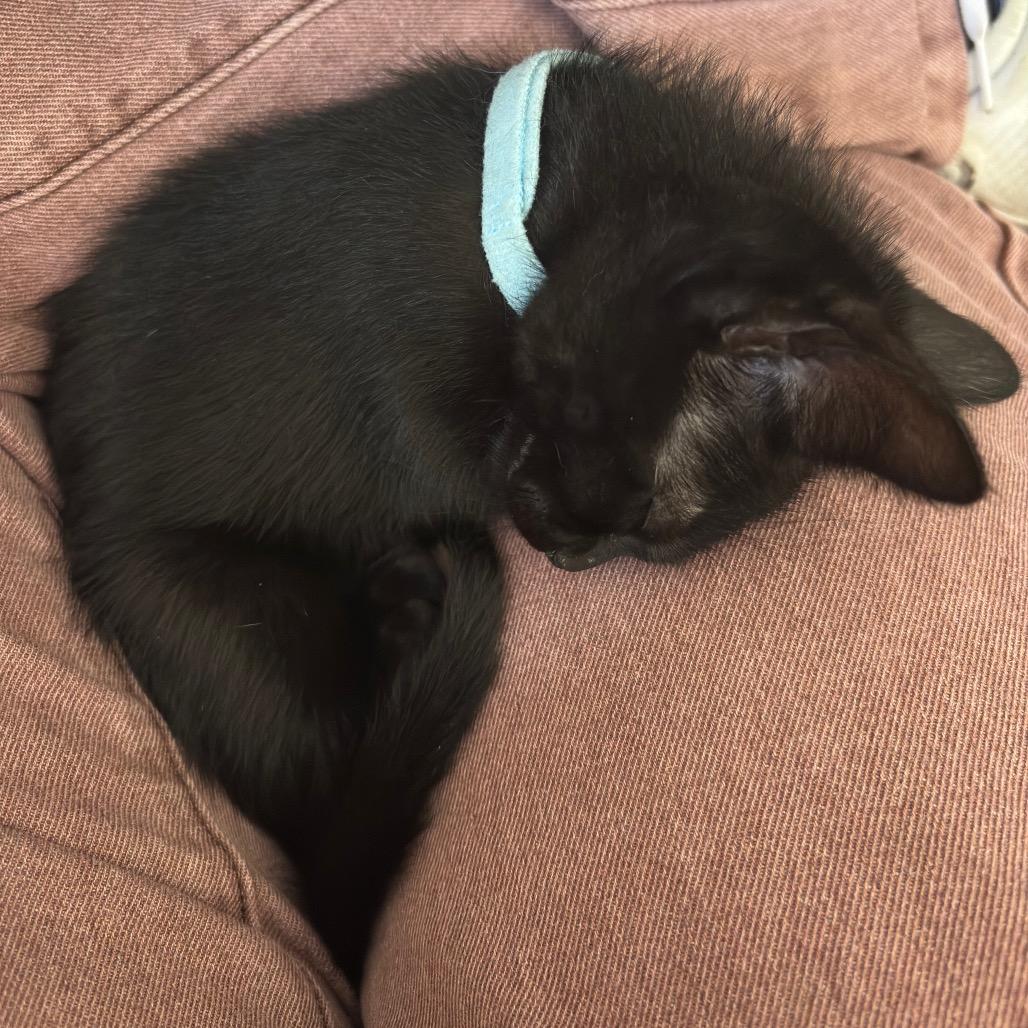 Ebony, a Adoptable Domestic Short Hair in Miami, FL image 4/4