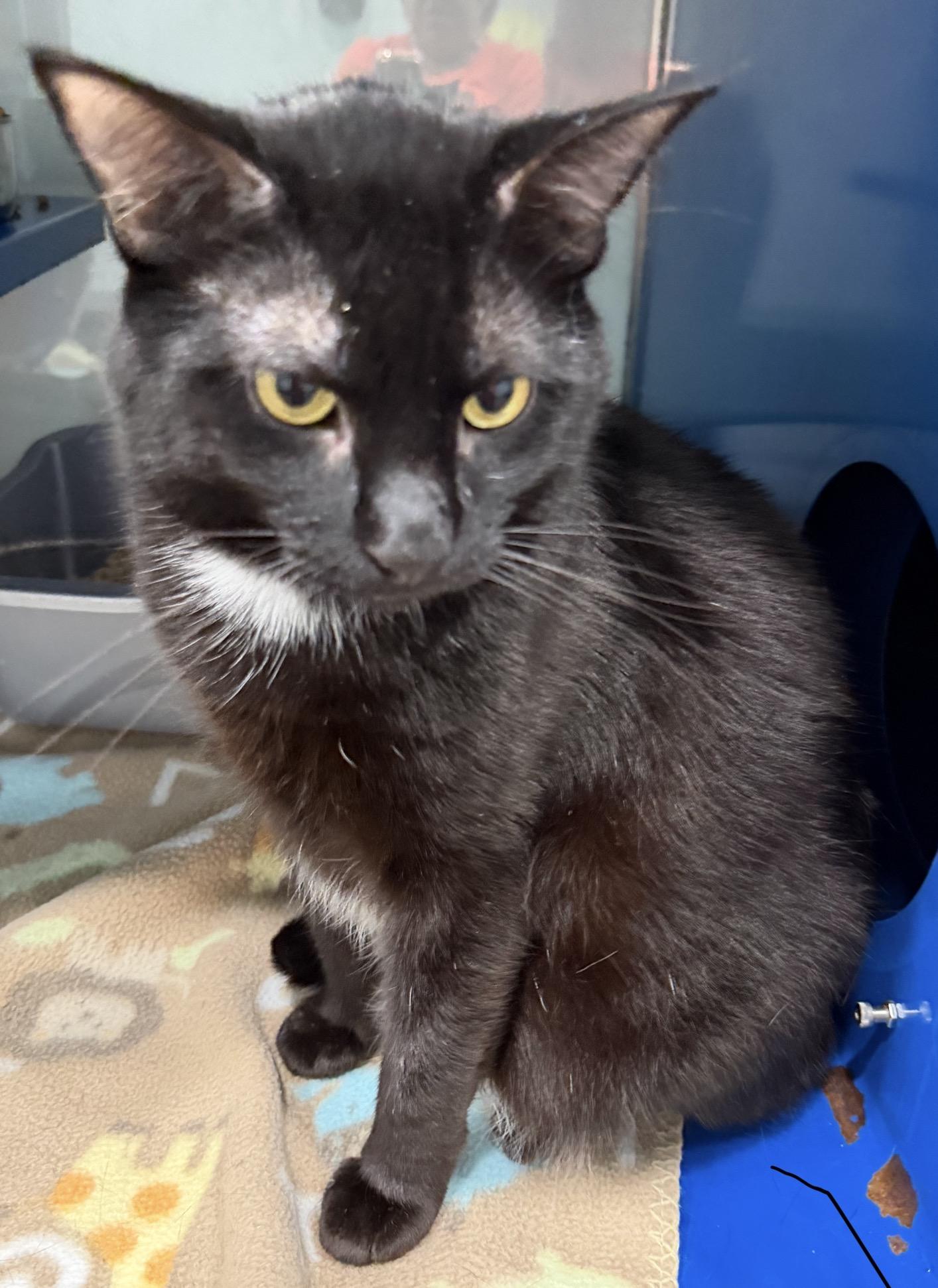 Enlarge Grim, a Adoptable Domestic Short Hair in Sault Sainte Marie, MI image 4/6