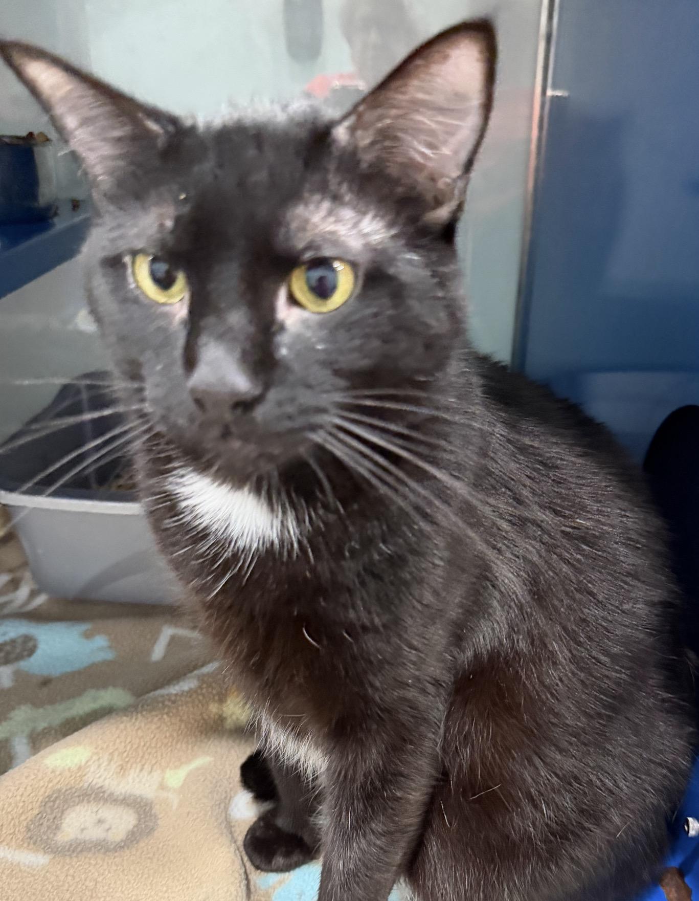 Enlarge Grim, a Adoptable Domestic Short Hair in Sault Sainte Marie, MI image 5/6