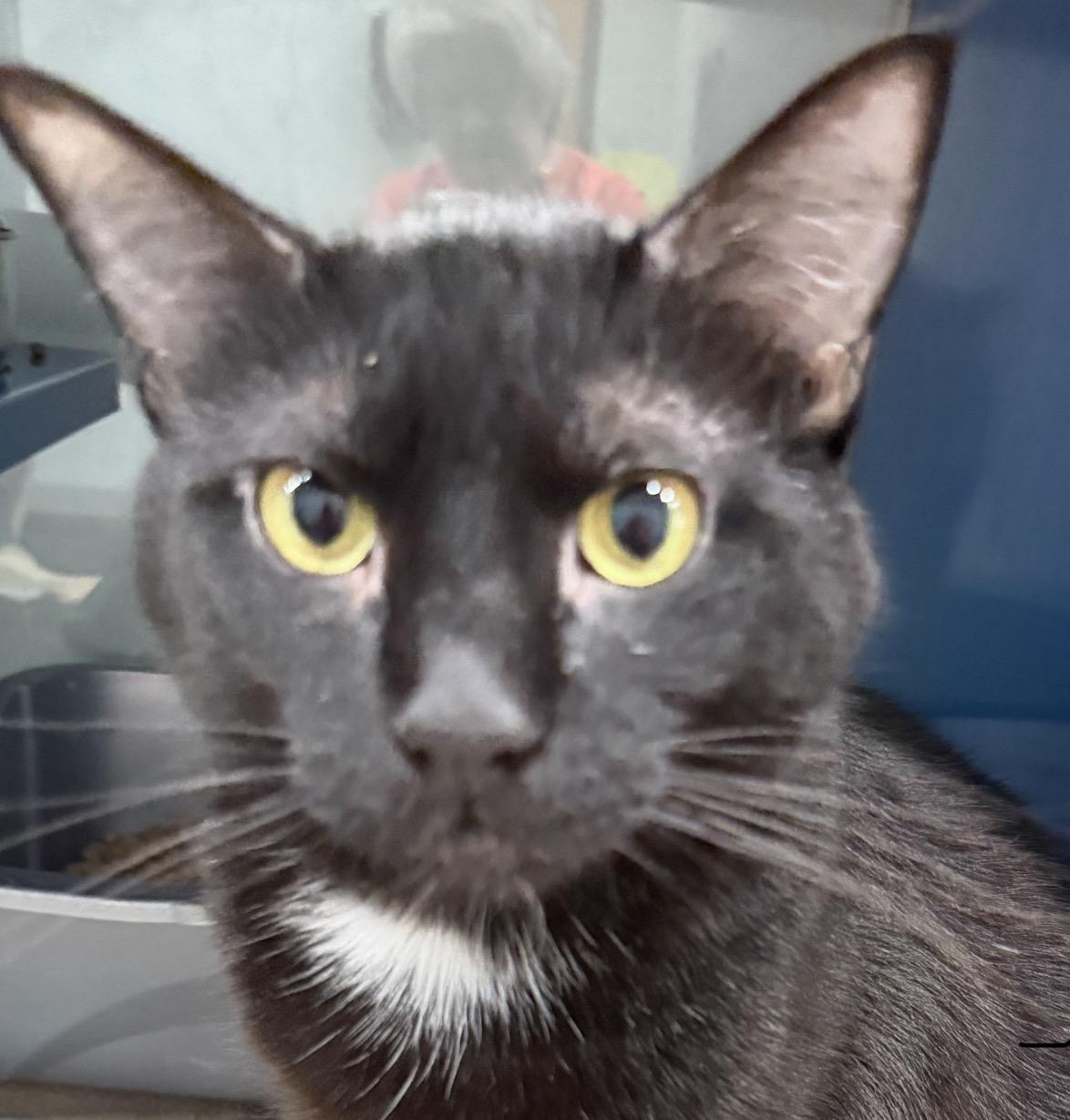 Enlarge Grim, a Adoptable Domestic Short Hair in Sault Sainte Marie, MI image 2/6