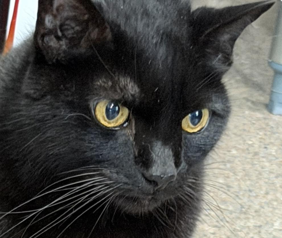 Grim, Adoptable, Young Male Domestic Short Hair.