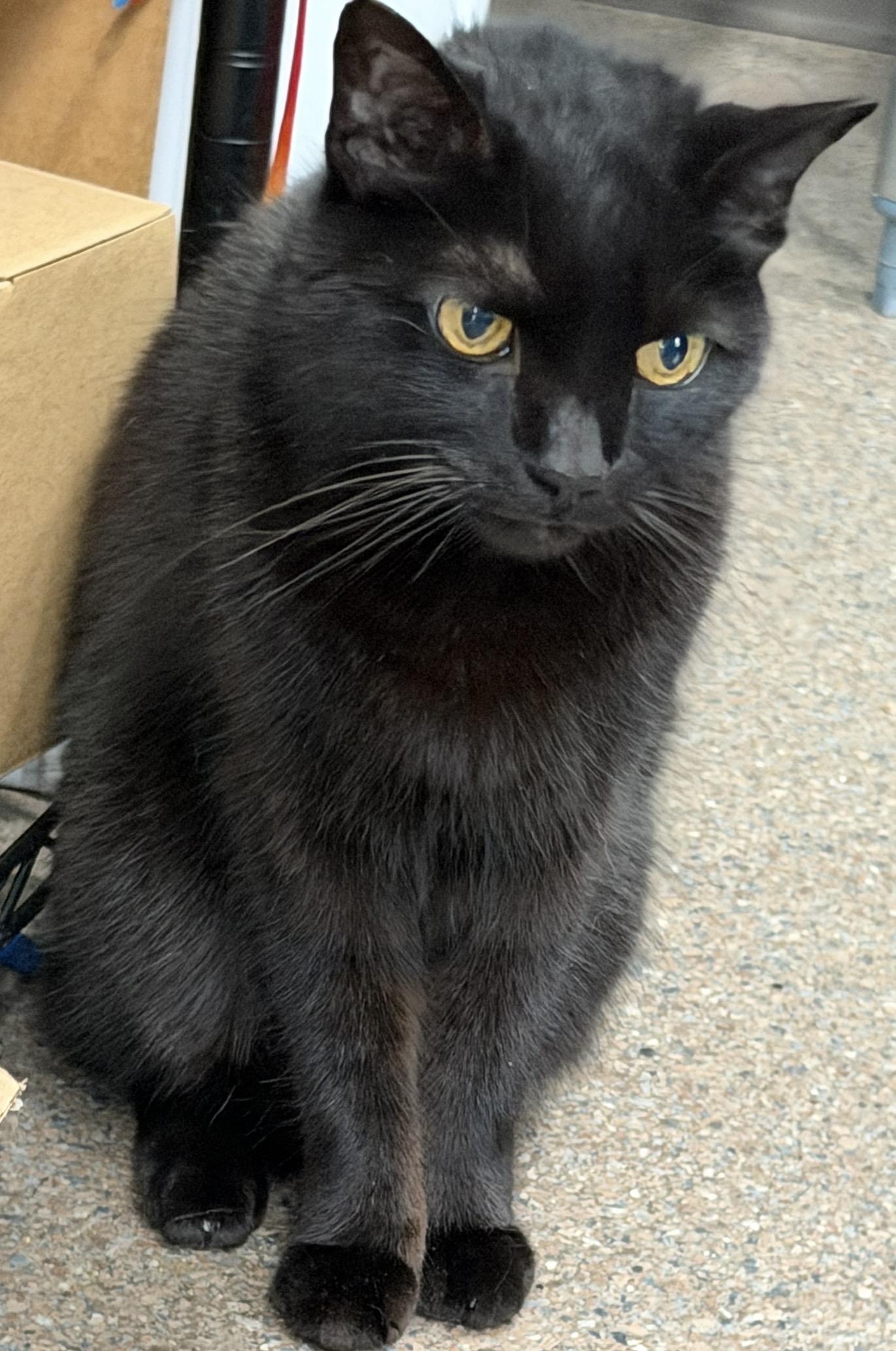 Enlarge Grim, a Adoptable Domestic Short Hair in Sault Sainte Marie, MI image 6/6