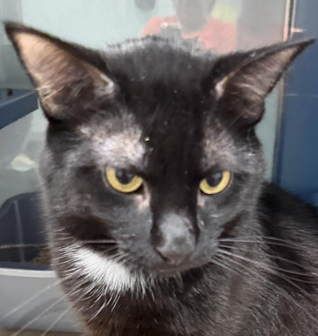 Enlarge Grim, a Adoptable Domestic Short Hair in Sault Sainte Marie, MI image 3/6