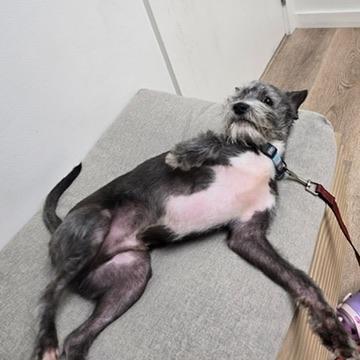 Enlarge Prince Cassian, a Adoptable Miniature Schnauzer in Covington, LA image 2/4