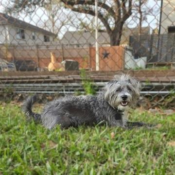 Enlarge Prince Cassian, a Adoptable Miniature Schnauzer in Covington, LA image 3/4