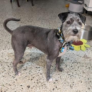 Prince Cassian, Adoptable, Young Male Miniature Schnauzer.