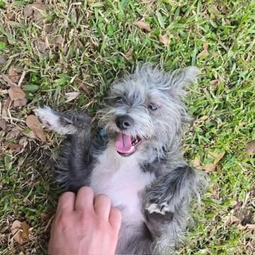 Enlarge Prince Cassian, a Adoptable Miniature Schnauzer in Covington, LA image 4/4