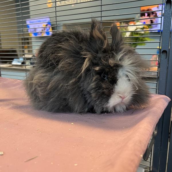 Rome Odunze - In Foster, Adoptable, Adult Female Angora Rabbit.