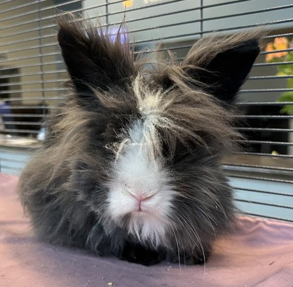 Rome Odunze - In Foster, a Adoptable mixed breed in Silverdale, WA image 2/4