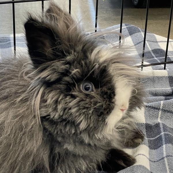 Rome Odunze - In Foster, a Adoptable mixed breed in Silverdale, WA image 3/4