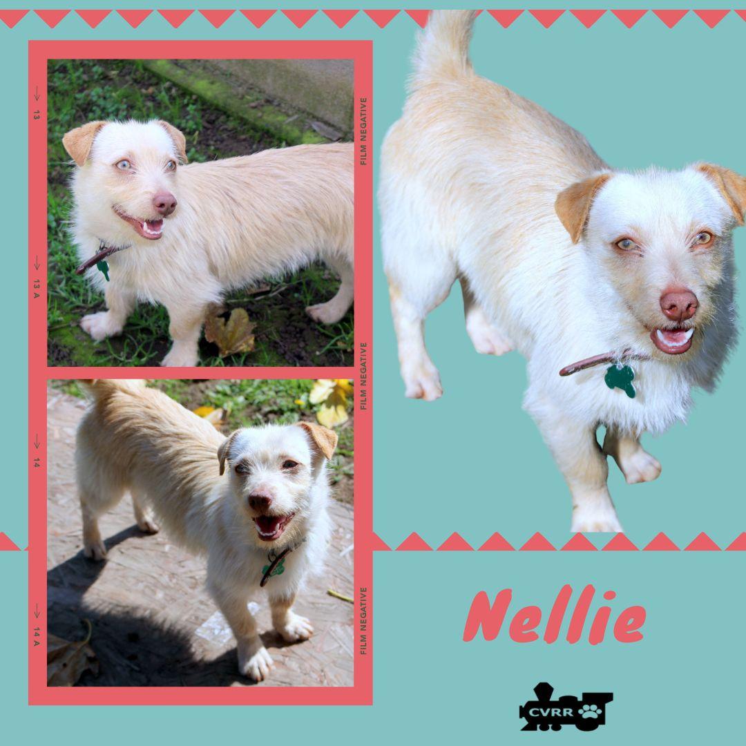Nellie, Adopted, Adult Female Terrier.