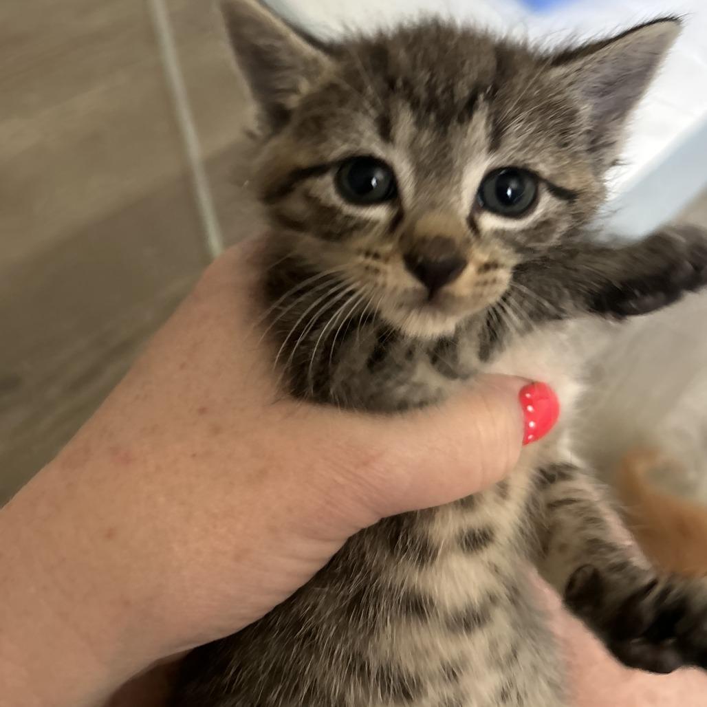 Lola(Kitten 5), Adoptable, Kitten Female Domestic Short Hair.