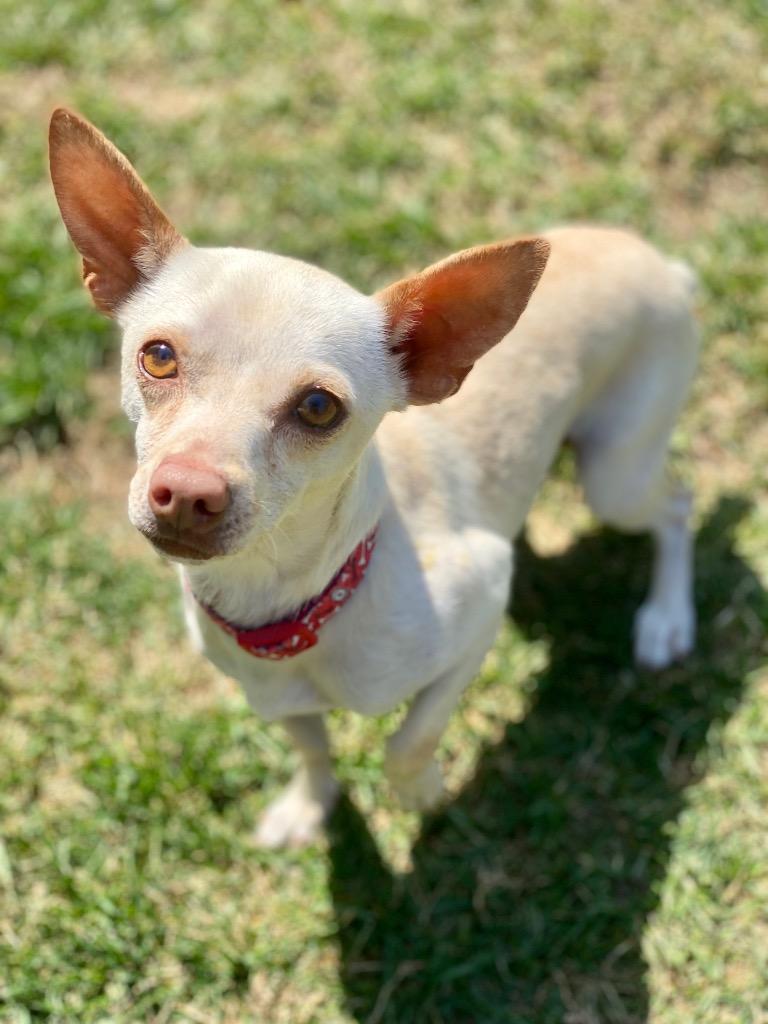 Remi, Adopted, Adult Male Chihuahua.