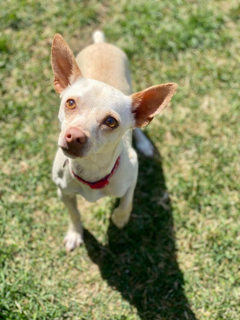 Enlarge Remi, a Adopted Chihuahua in Urbandale, IA image 2/4