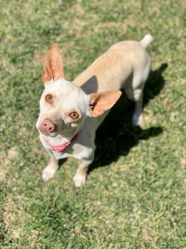 Enlarge Remi, a Adopted Chihuahua in Urbandale, IA image 3/4