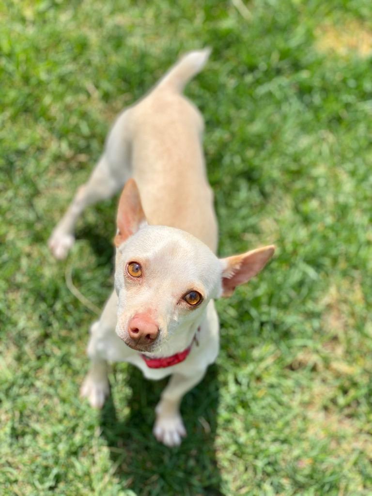 Enlarge Remi, a Adopted Chihuahua in Urbandale, IA image 4/4