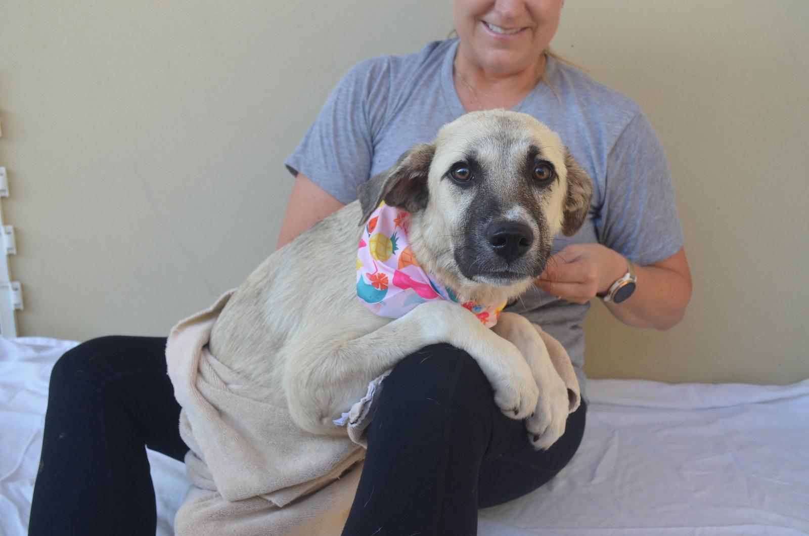 Mia, Adopted, Young Female Great Pyrenees & Black Mouth Cur.