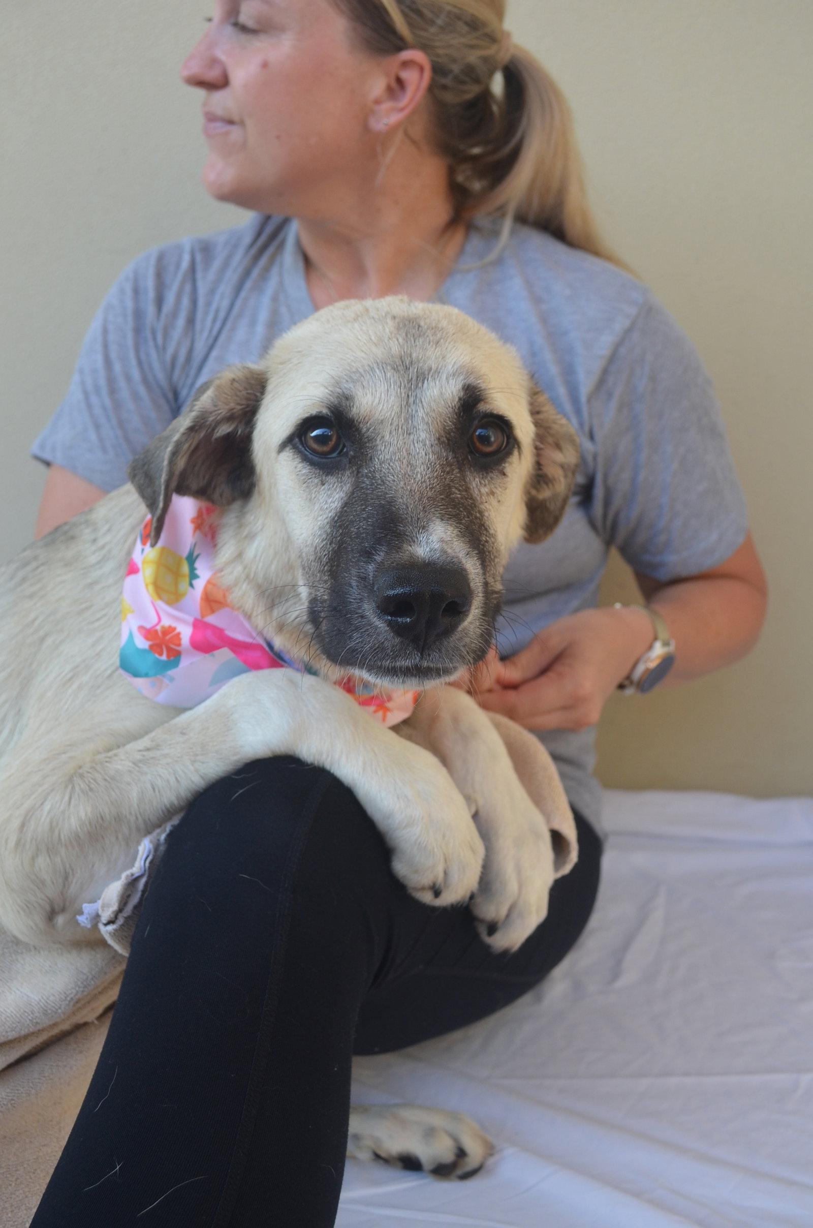 Mia, a Adopted mixed breed in McKinney, TX image 2/2