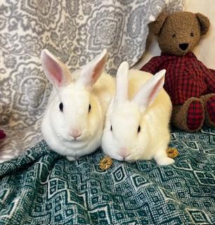 Enlarge Dill & Parsley (boy/ girl pair), a ADOPTABLE American in Oakland, CA image 1/6