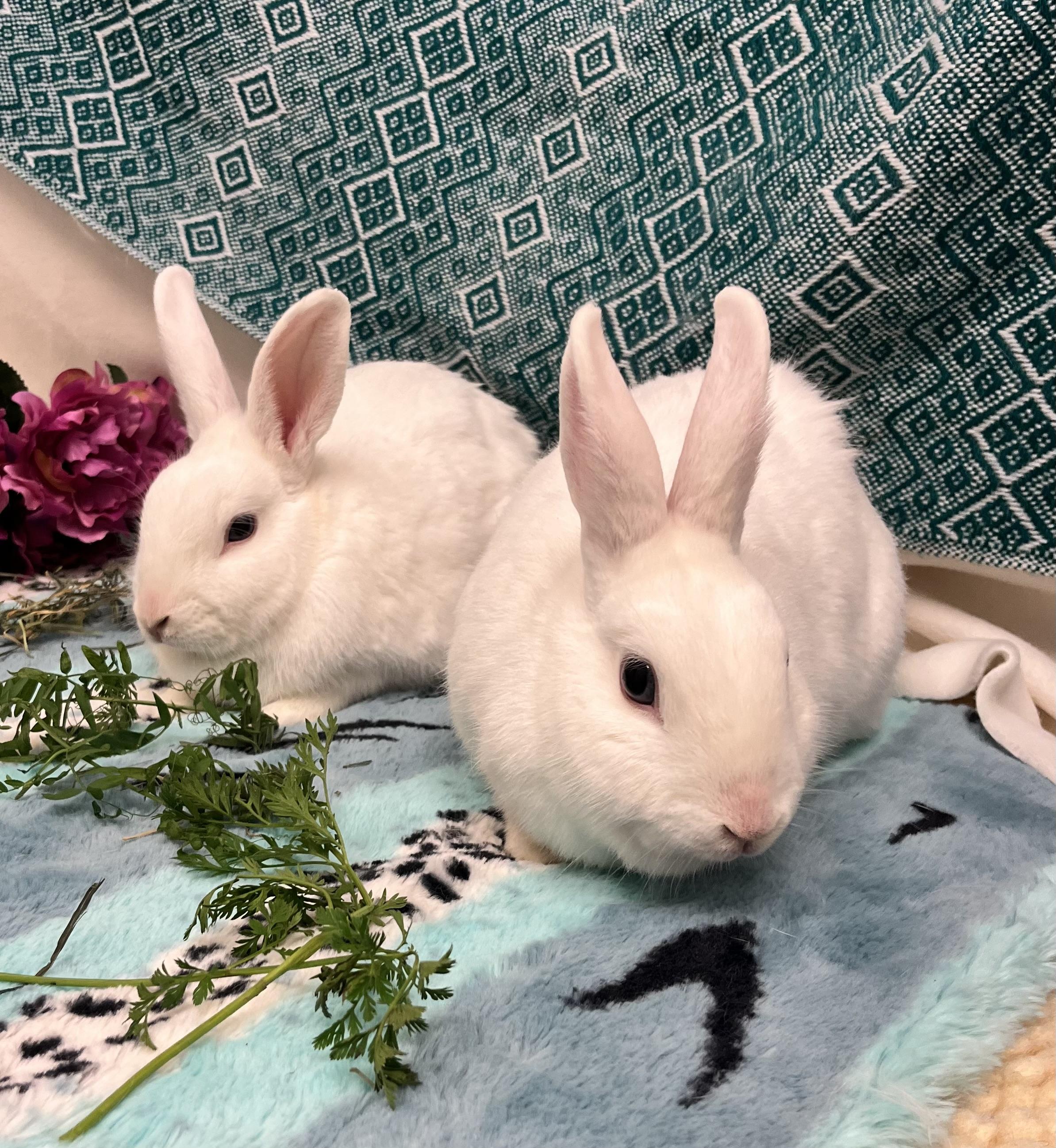 Enlarge Dill & Parsley (boy/ girl blue eyed pair), a ADOPTABLE American in Oakland, CA image 5/6