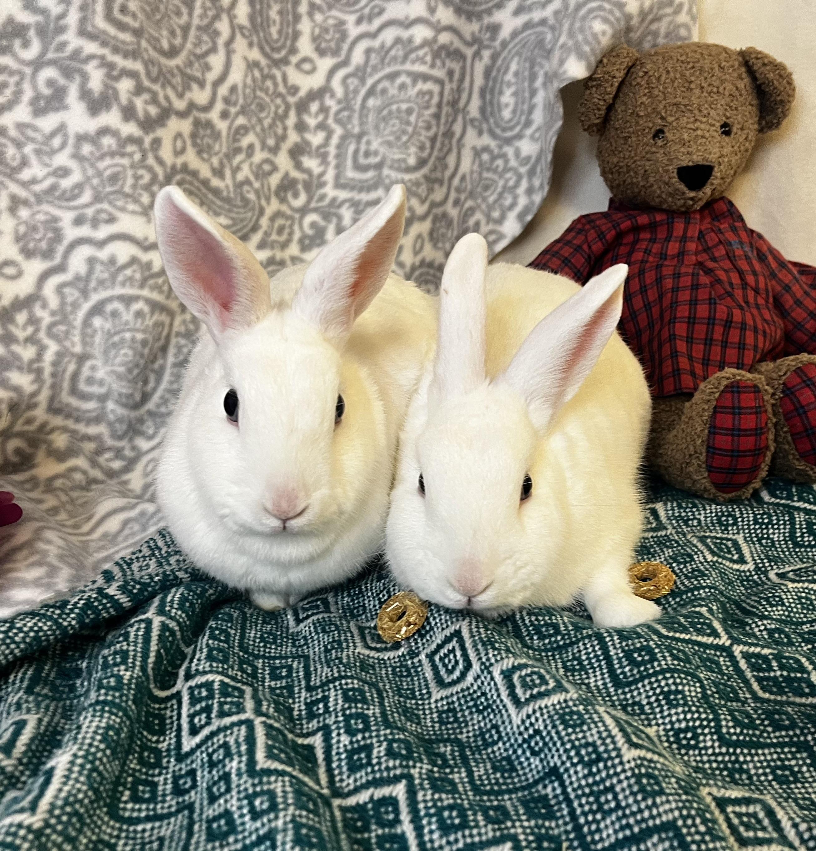 Dill & Parsley (boy/ girl blue eyed pair), ADOPTABLE, Young Female American.