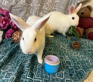 Enlarge Dill & Parsley (boy/ girl pair), a ADOPTABLE American in Oakland, CA image 6/6