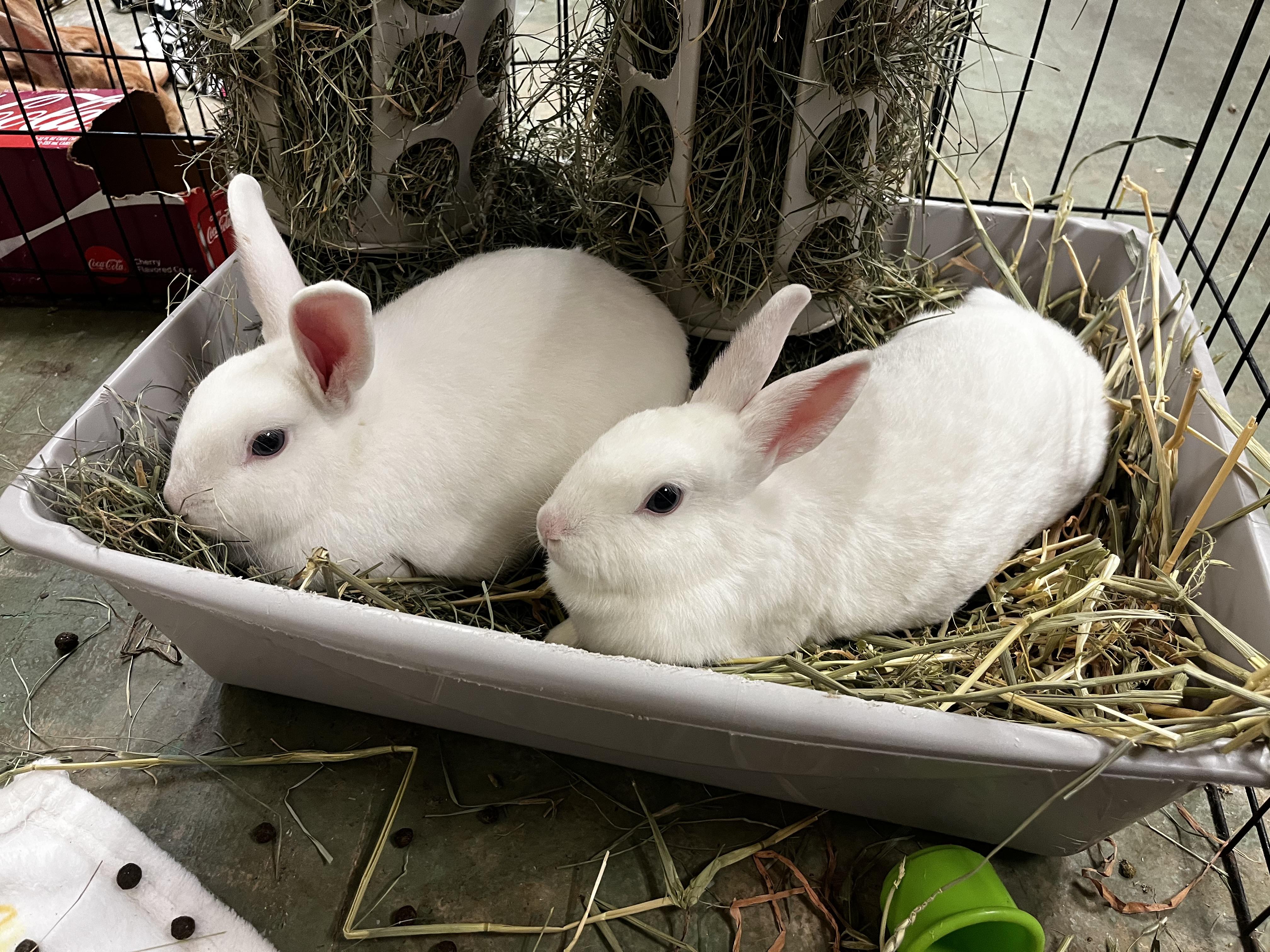 Enlarge Dill & Parsley (boy/ girl blue eyed pair), a ADOPTABLE American in Oakland, CA image 4/6