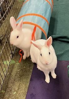 Enlarge Dill & Parsley (boy/ girl pair), a ADOPTABLE American in Oakland, CA image 3/6