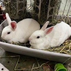 Enlarge Dill & Parsley (boy/ girl pair), a ADOPTABLE American in Oakland, CA image 5/6