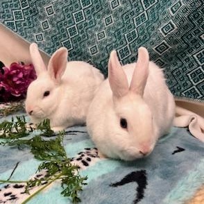 Enlarge Dill & Parsley (boy/ girl pair), a ADOPTABLE American in Oakland, CA image 1/6