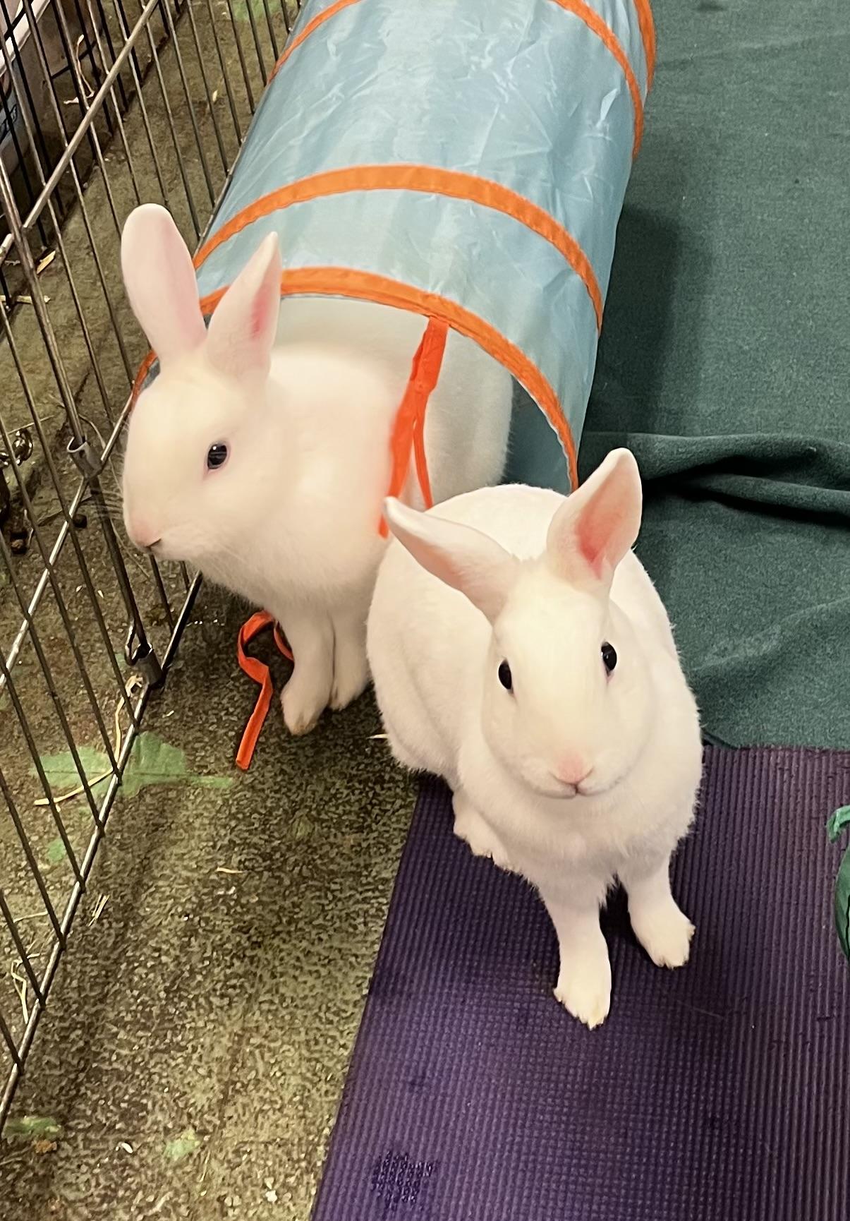 Enlarge Dill & Parsley (boy/ girl blue eyed pair), a ADOPTABLE American in Oakland, CA image 6/6