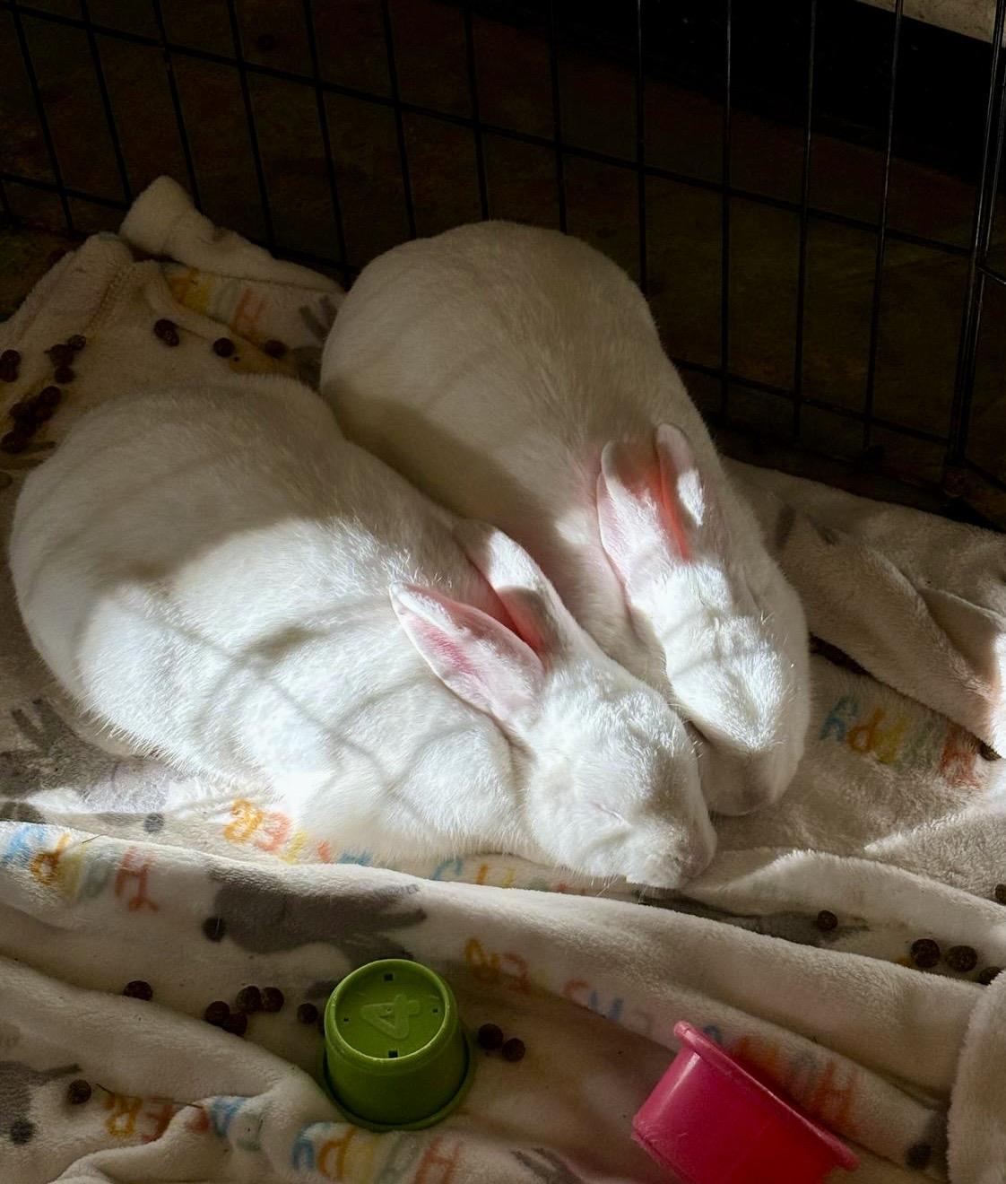 Enlarge Dill & Parsley (boy/ girl pair), a ADOPTABLE American in Oakland, CA image 2/6