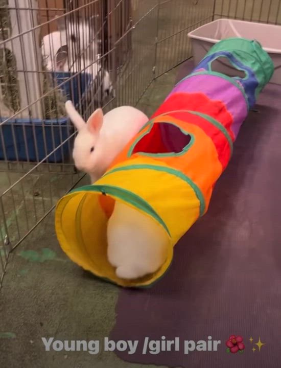 Enlarge Dill & Parsley (boy/ girl pair), a ADOPTABLE American in Oakland, CA video 4/6