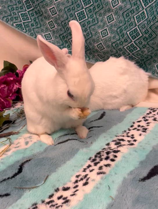 Enlarge Dill & Parsley (boy/ girl pair), a ADOPTABLE American in Oakland, CA video 4/6