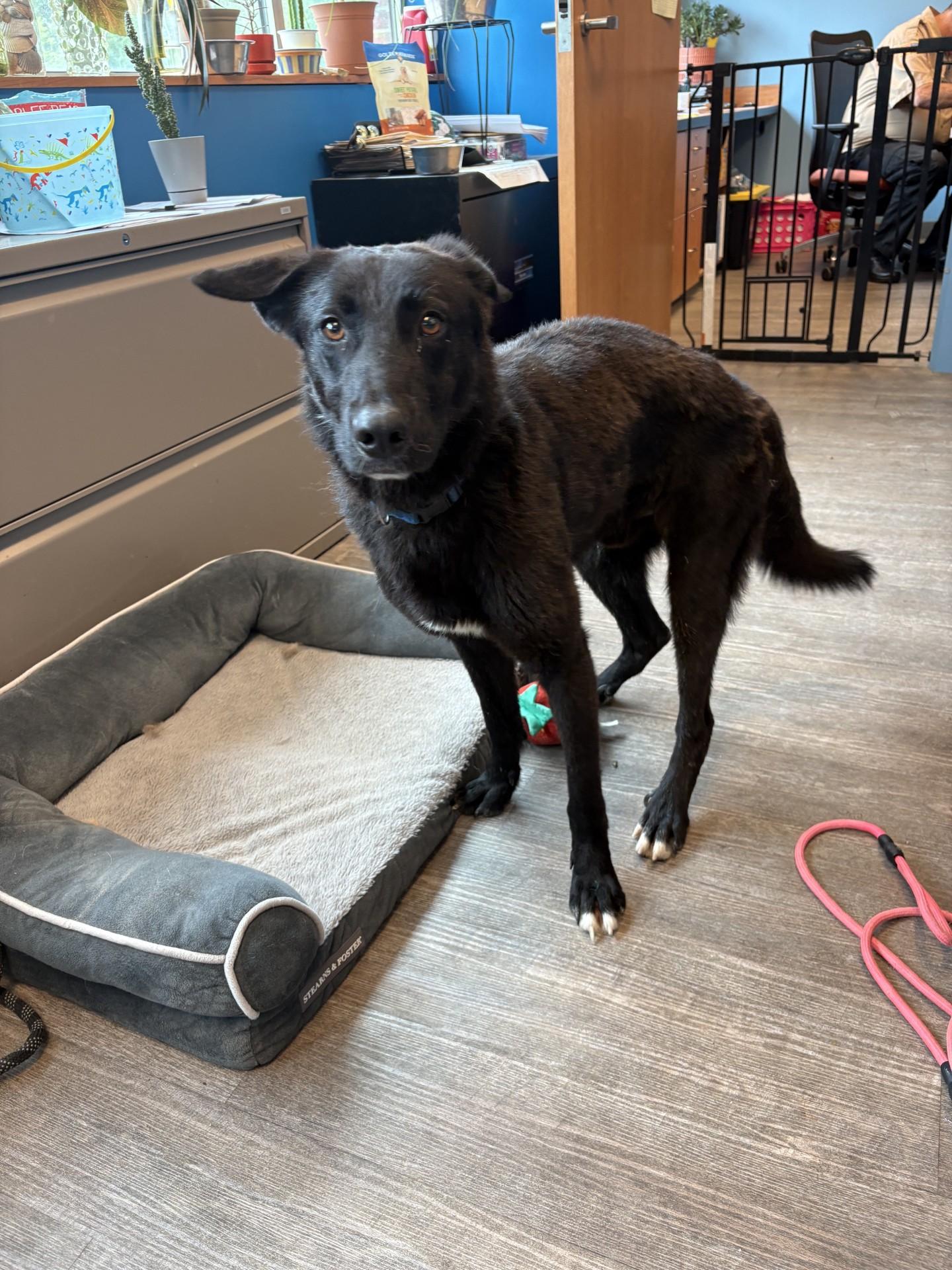 26-0315 "Dude", ADOPTABLE, Adult Male Belgian Shepherd / Malinois & Black Labrador Retriever.