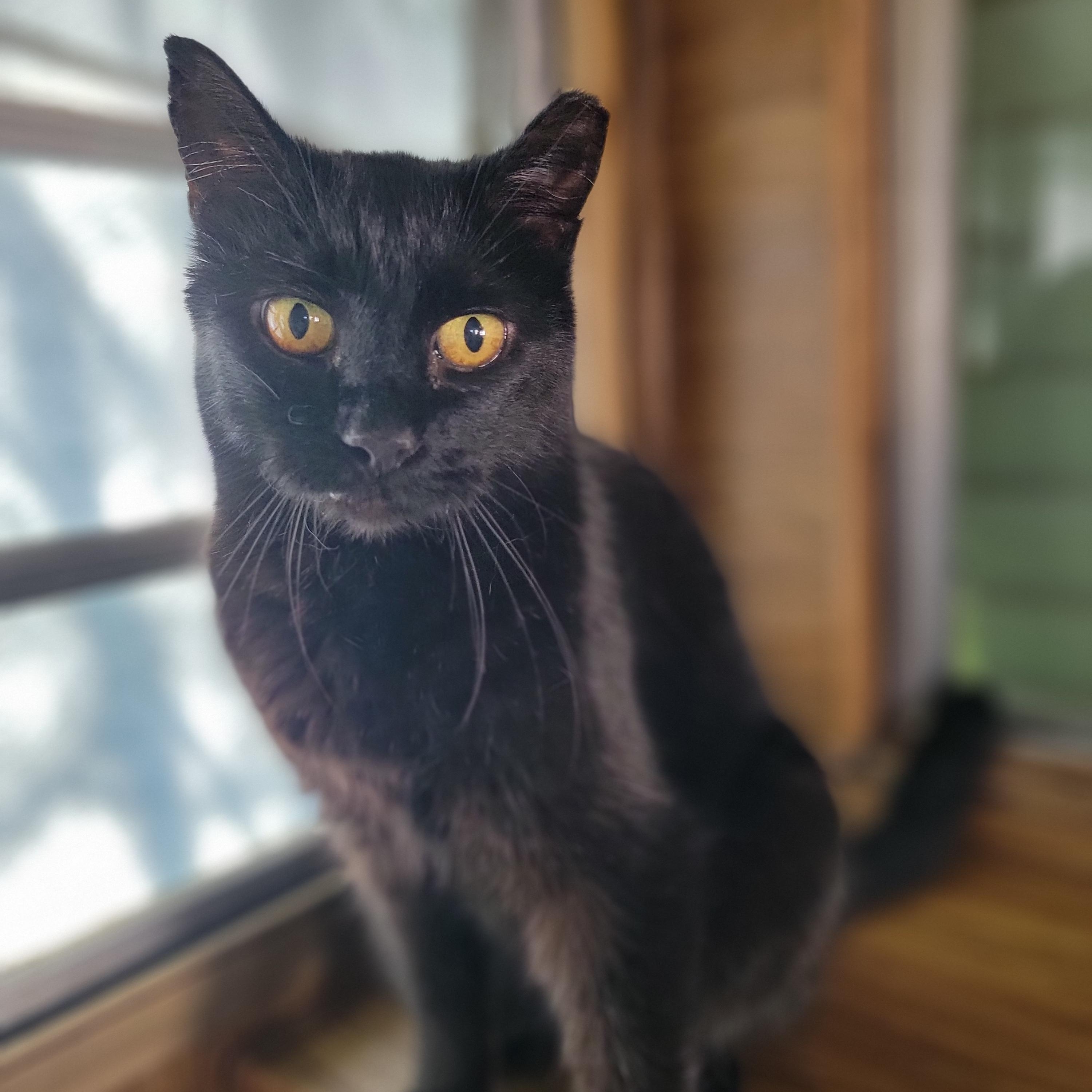 Enlarge Minta, a ADOPTABLE Domestic Short Hair in Washoe Valley, NV image 1/2