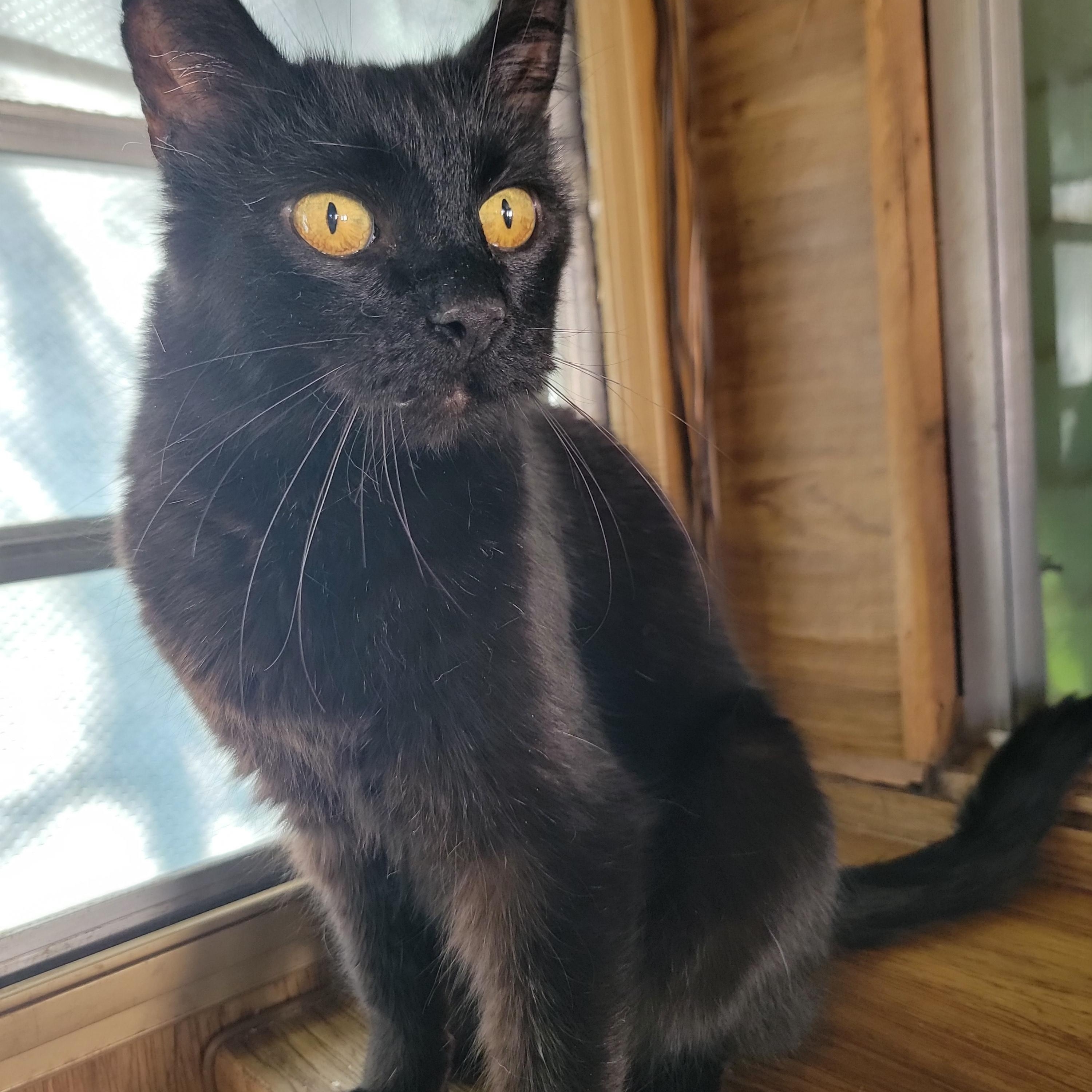 Enlarge Minta, a ADOPTABLE Domestic Short Hair in Washoe Valley, NV image 2/2