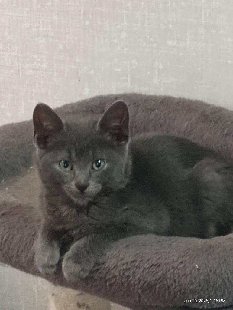 Havoc, Adoptable, Kitten Male Domestic Short Hair.