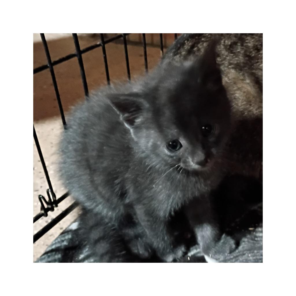 Liliac 1 (I), Adoptable, Kitten Male Domestic Short Hair.