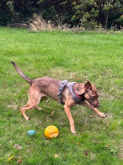 Monica, Adoptable, Puppy Female Mixed Breed & Mixed Breed.