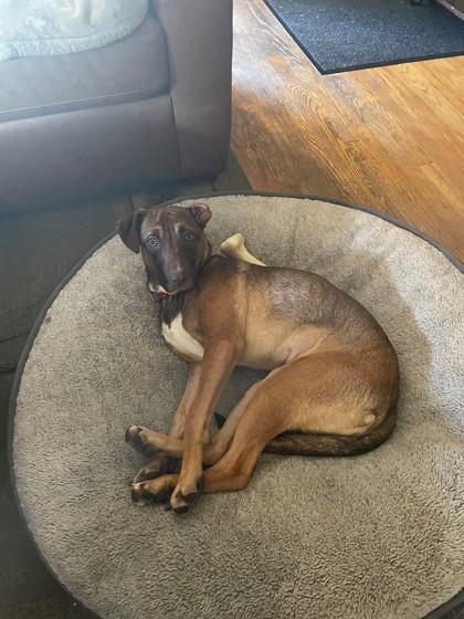 Monica, Adoptable, Puppy Female Mixed Breed & Mixed Breed.