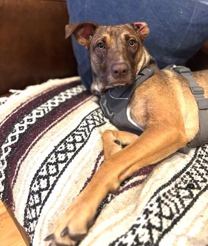 Enlarge Monica, a Adoptable Mixed Breed in Seattle, WA image 3/3