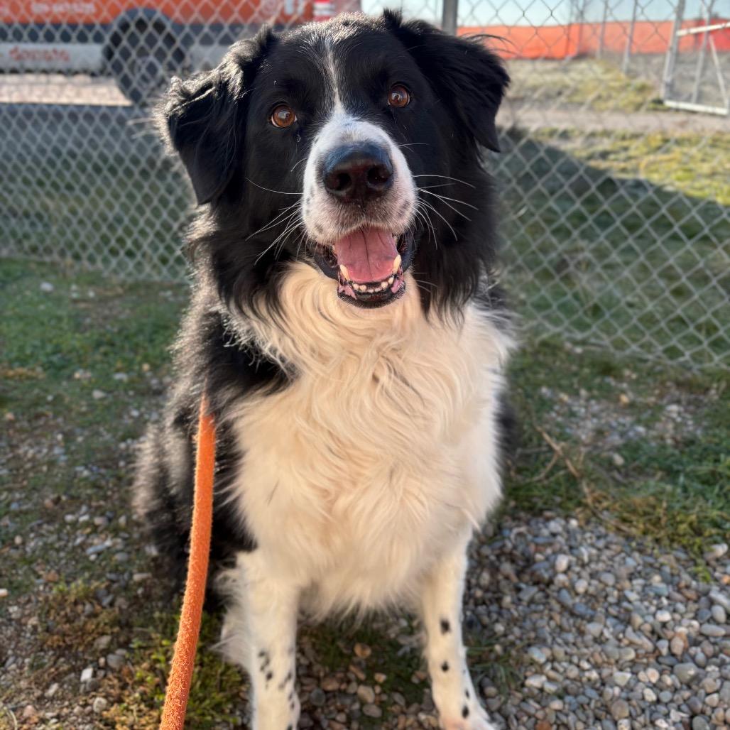 Kota, Adoptable, Adult Male Mixed Breed.