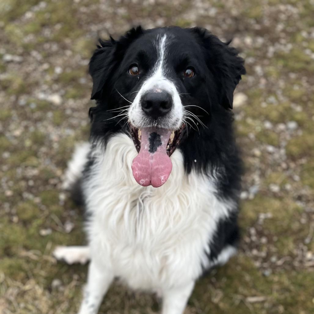 Enlarge Kota, a Adoptable Mixed Breed in Spokane, WA image 2/6