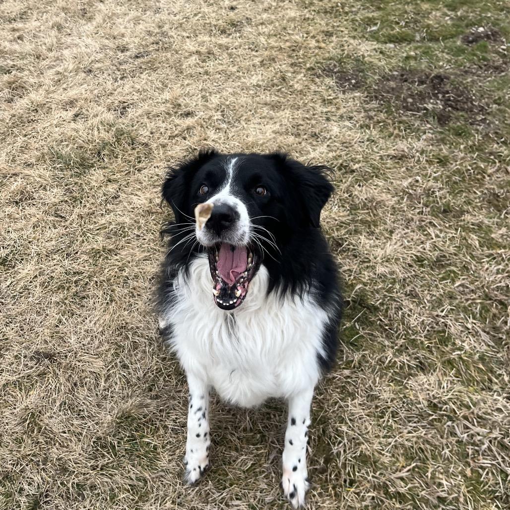 Enlarge Kota, a Adoptable Mixed Breed in Spokane, WA image 3/6