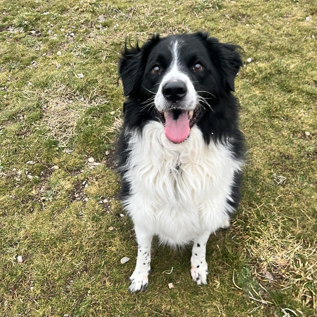 Enlarge Kota, a Adoptable Mixed Breed in Spokane, WA image 5/6
