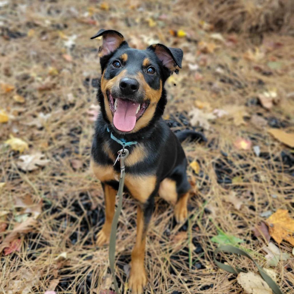 Moth, Adoptable, Young Male Mixed Breed.