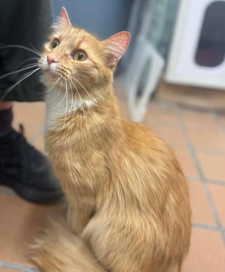 Ophelia, Adoptable, Young Female Domestic Medium Hair.